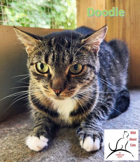 Enlarge Doodle, a Adoptable Domestic Short Hair in Crossville, TN image 3/3