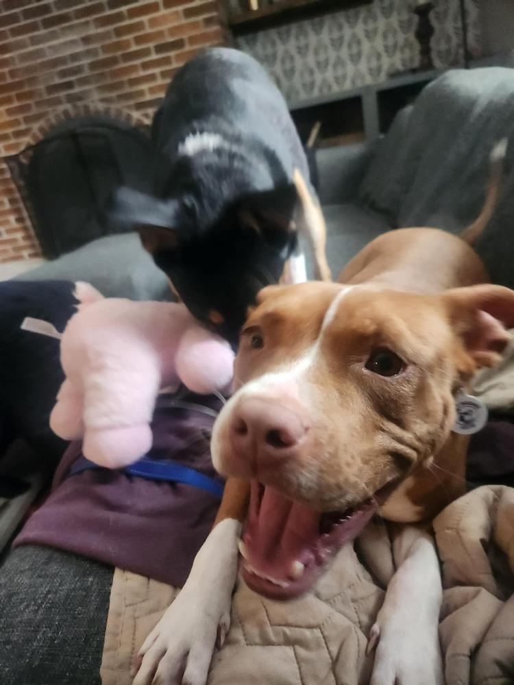 Mama Red, Adoptable, Young Female Pit Bull Terrier.