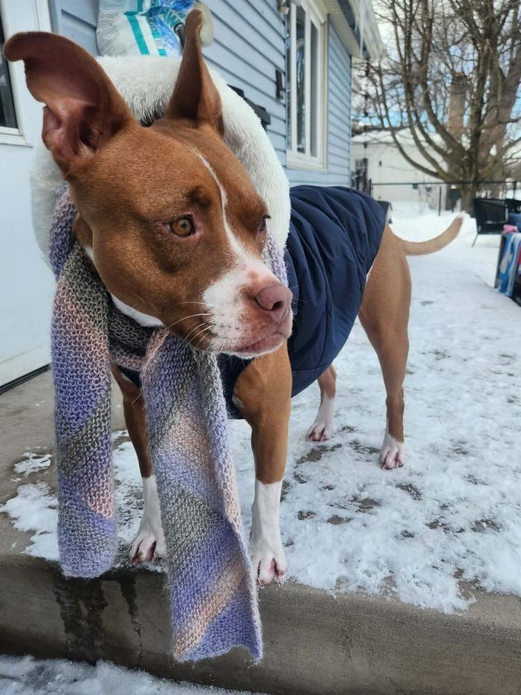 Enlarge Mama Red, a Adoptable mixed breed in Amherst, NY image 2/6