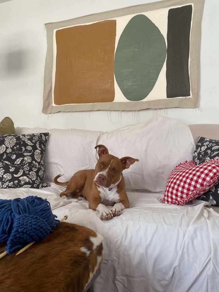 Enlarge Mama Red, a Adoptable mixed breed in Amherst, NY image 3/6