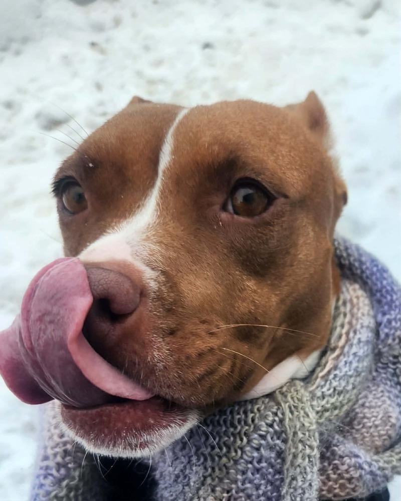 Enlarge Mama Red, a Adoptable mixed breed in Amherst, NY image 4/6