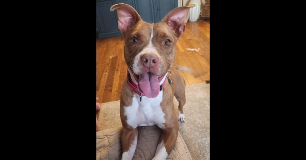 Enlarge Mama Red, a Adoptable mixed breed in Amherst, NY image 6/6