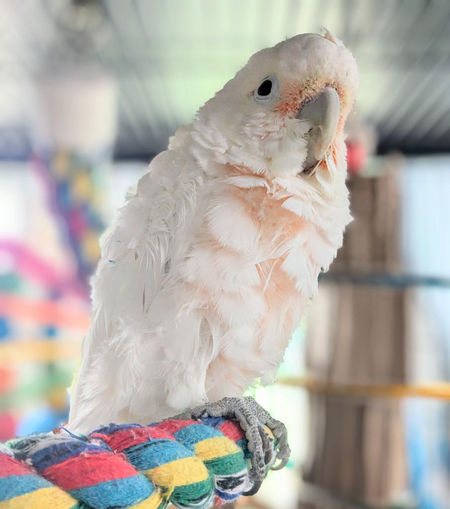 Enlarge Lily, a Adoptable Cockatoo in Ballwin, MO image 2/6