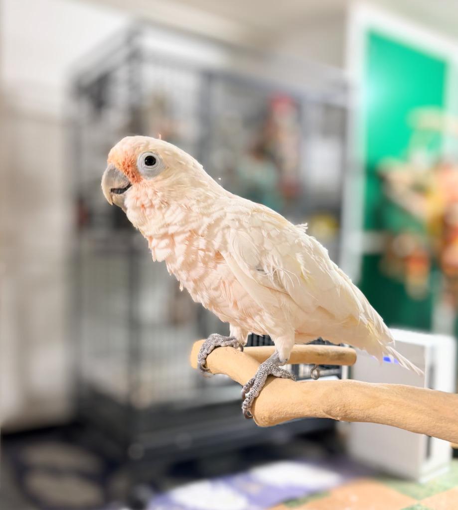 Enlarge Lily, a Adoptable Cockatoo in Ballwin, MO image 3/6