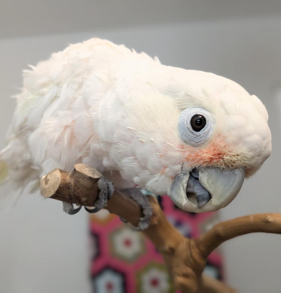 Enlarge Lily, a Adoptable Cockatoo in Ballwin, MO image 6/6