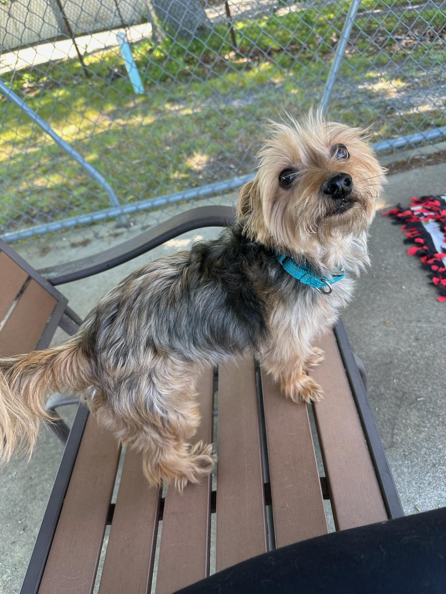 Enlarge Jazzy, an adopted Yorkshire Terrier in Warwick, RI image 2/2