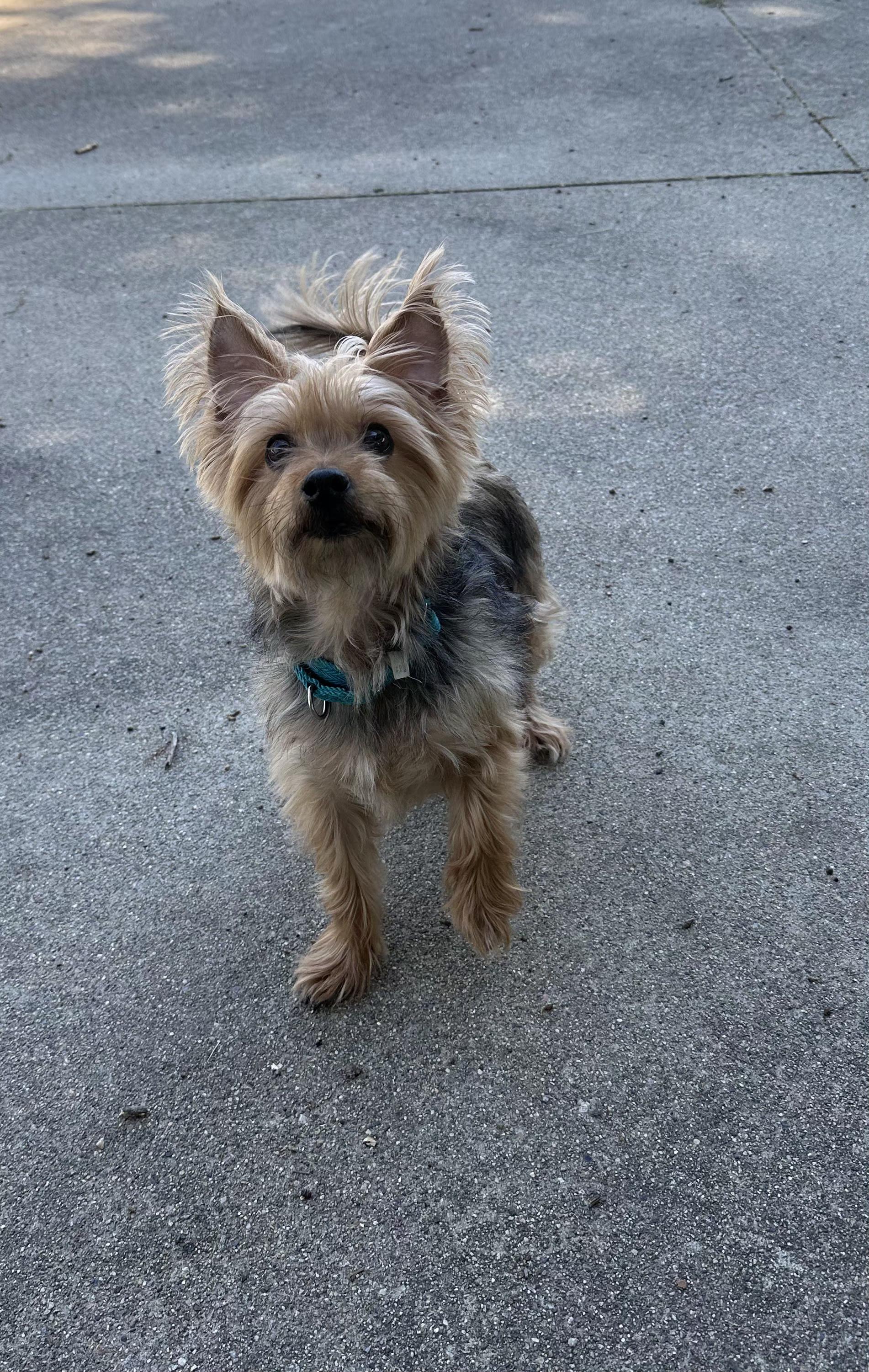 Jazzy, adopted, Senior Female Yorkshire Terrier.