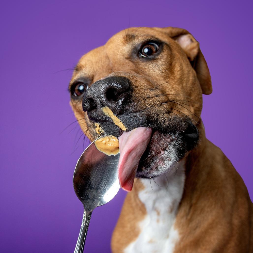 Butters, a Adoptable mixed breed in Walden, NY image 1/6