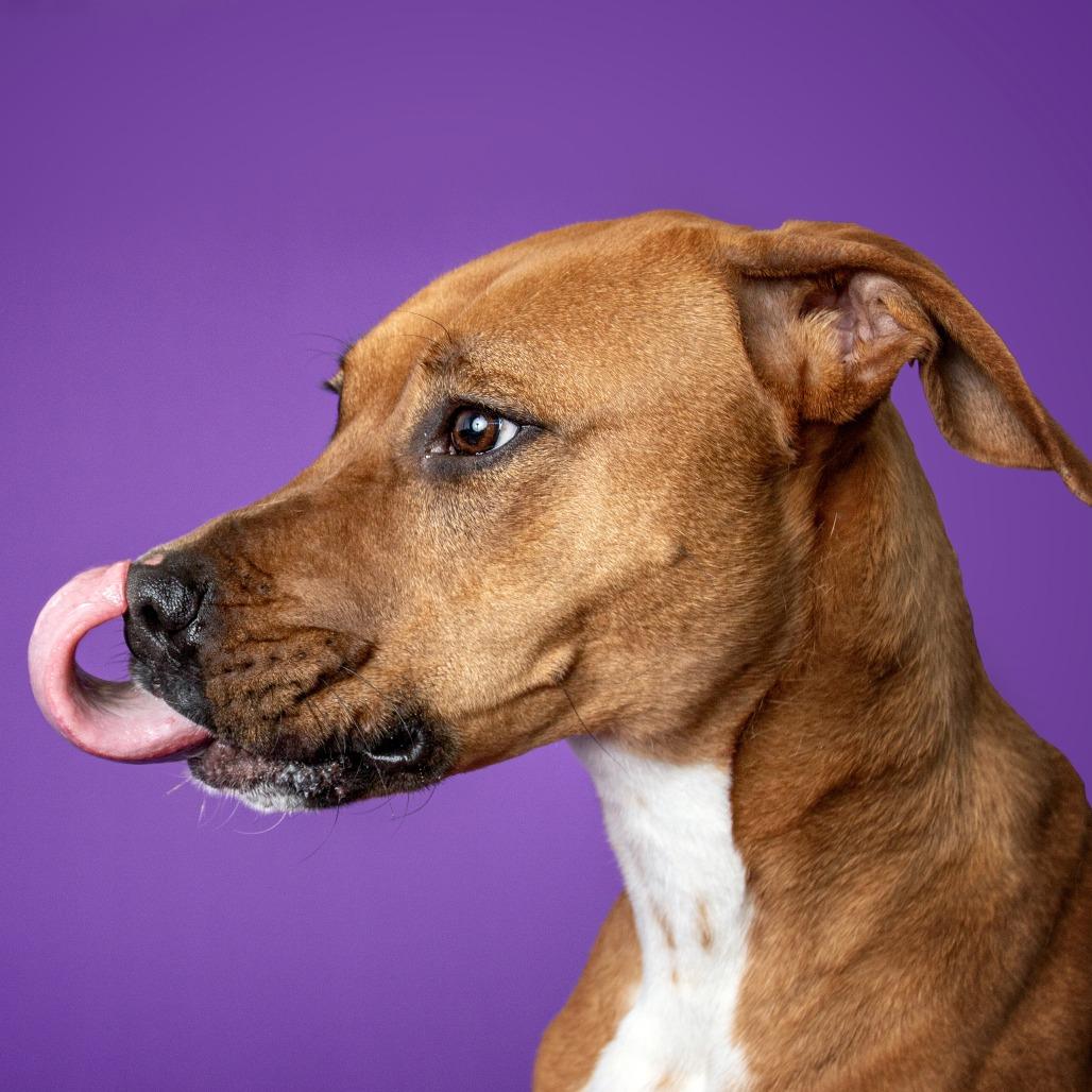 Butters, a Adoptable mixed breed in Walden, NY image 2/6