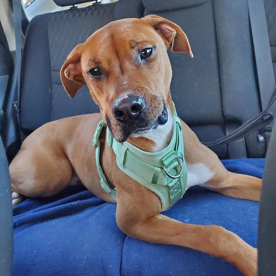 Butters, a Adoptable mixed breed in Walden, NY image 4/6