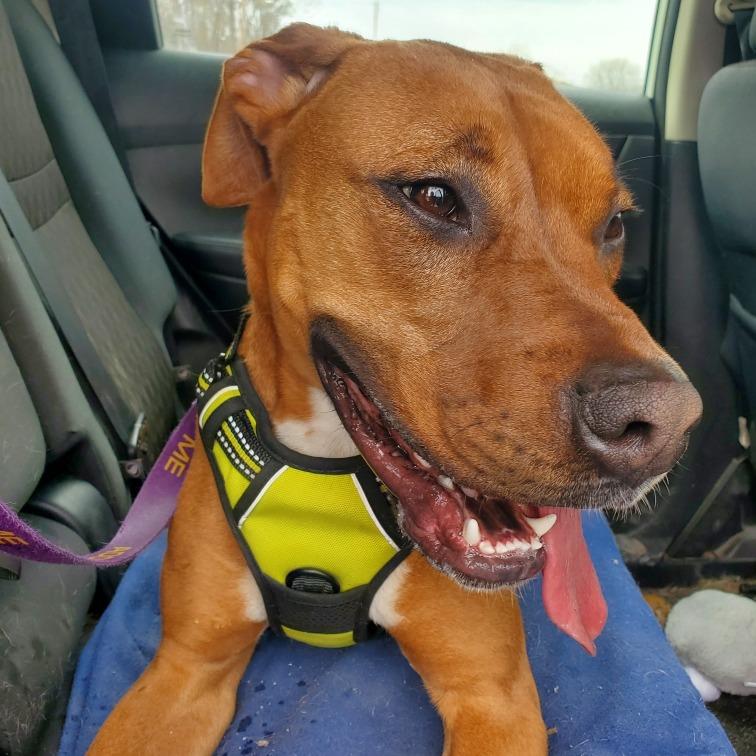 Butters, a Adoptable mixed breed in Walden, NY image 5/6
