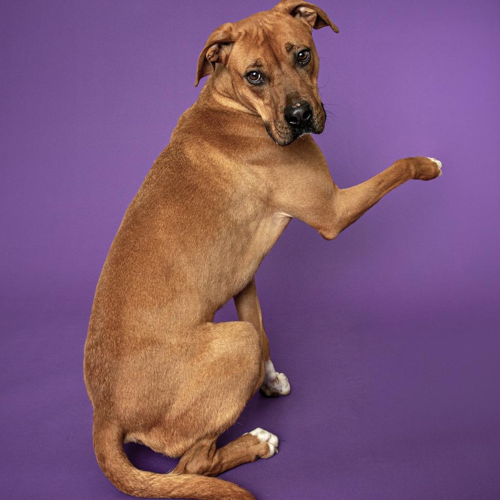 Butters, a Adoptable mixed breed in Walden, NY image 6/6