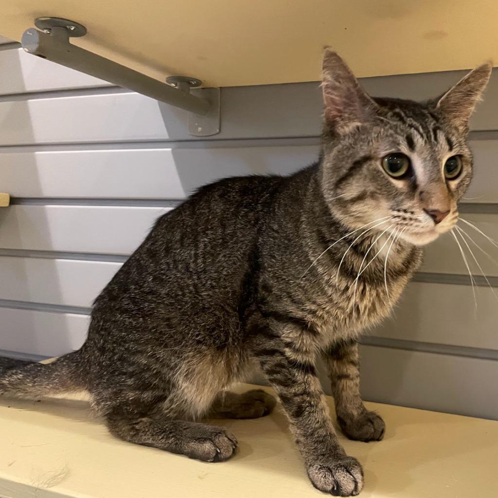 Washington — thumbnail 4