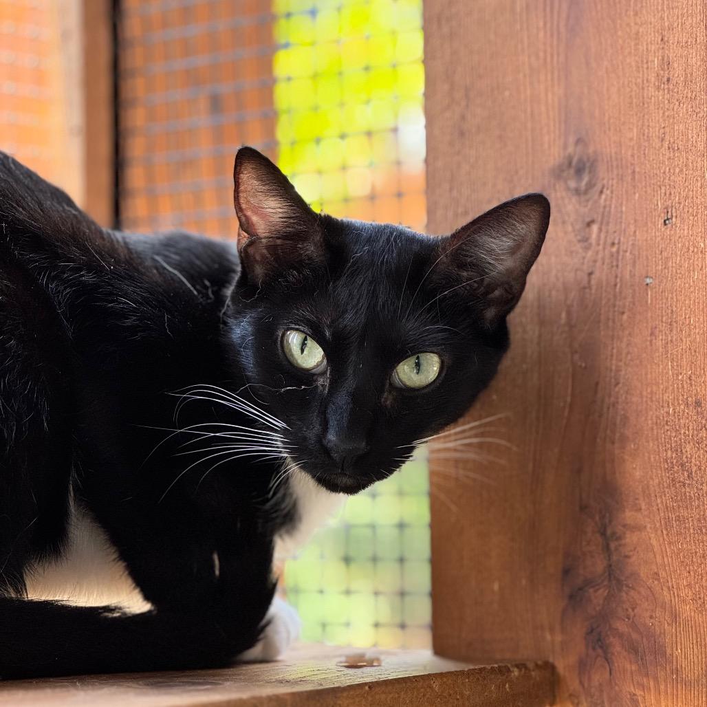 Alfred 2 — thumbnail 2