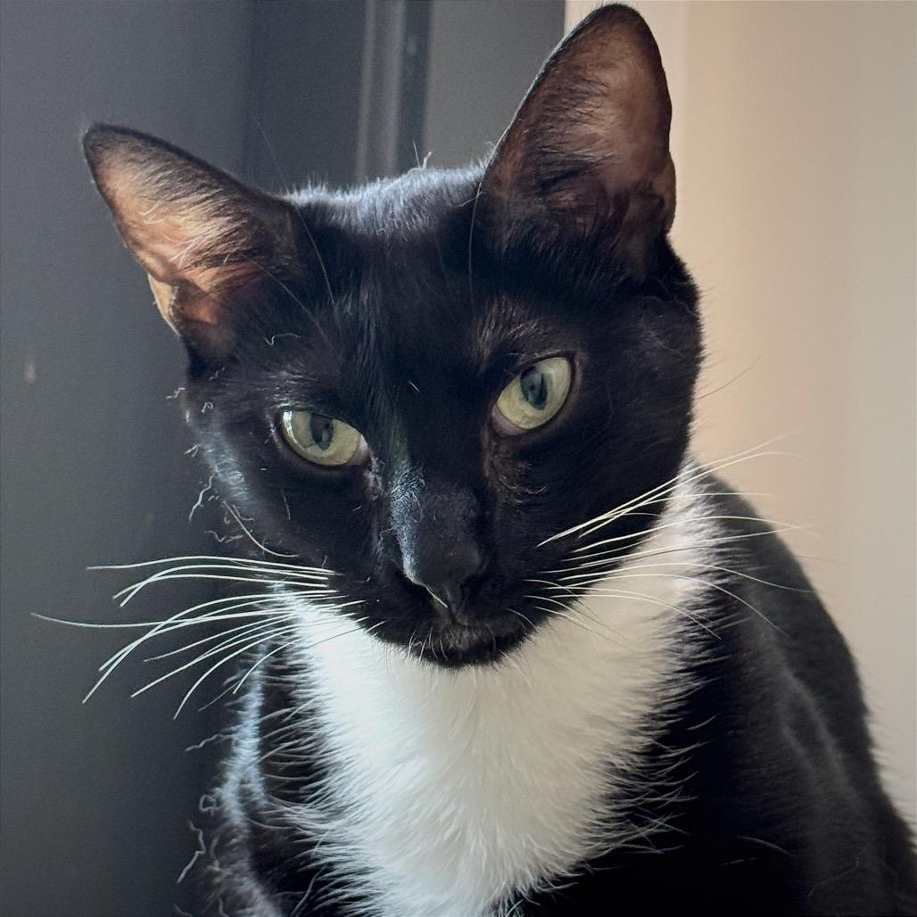 Alfred 2 — thumbnail 3