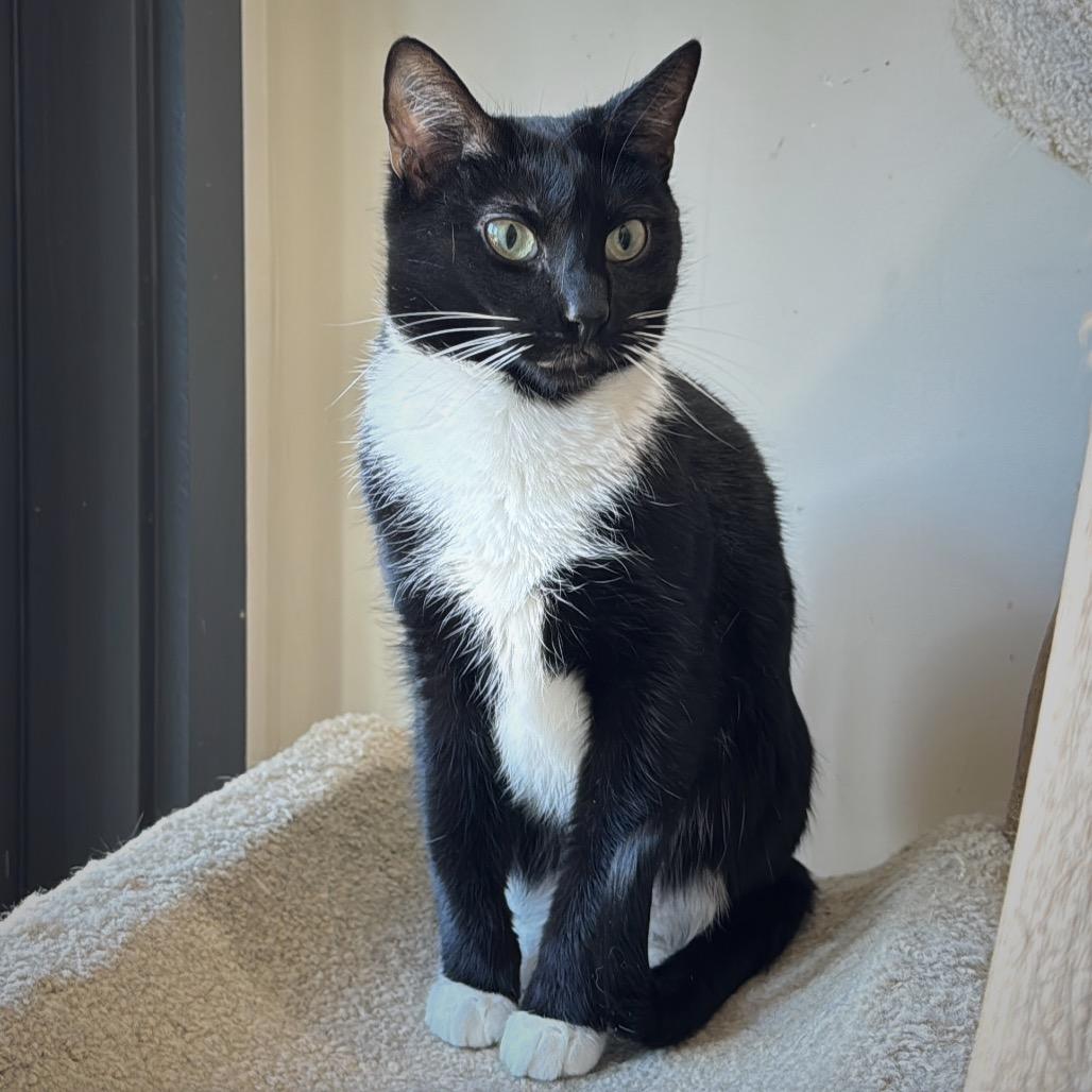 Alfred 2 — thumbnail 4