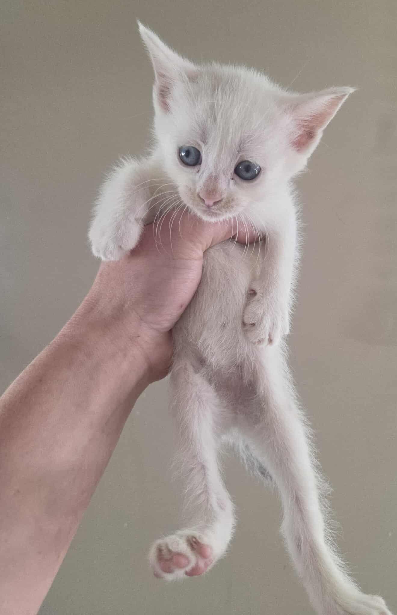 Smudge, Adopted, Young Female Domestic Short Hair & Siamese.