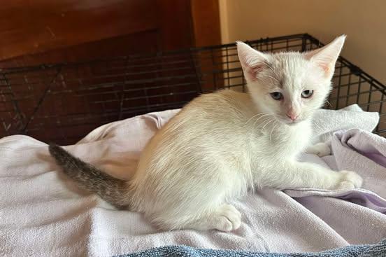 Enlarge Smudge, a Adopted mixed breed in Clymer, PA image 1/3