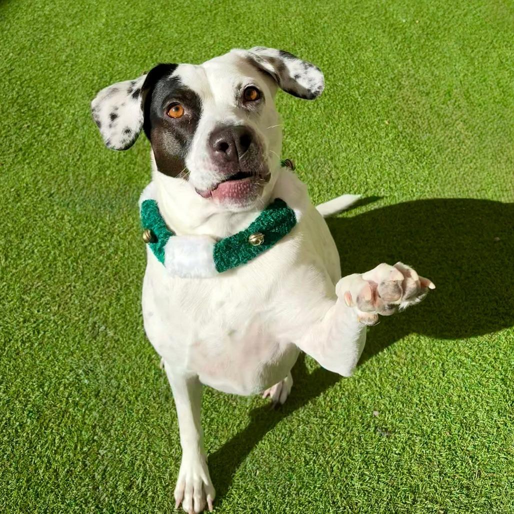 Enlarge Marcie - PAWS, a Adoptable Mixed Breed in Las Cruces, NM image 1/6