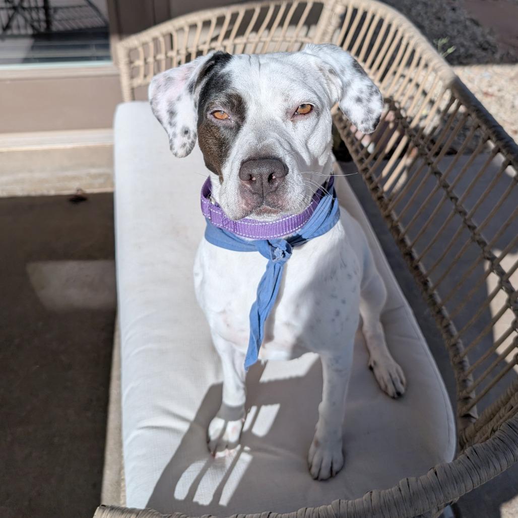 Marcie - PAWS, Adoptable, Adult Female Mixed Breed.