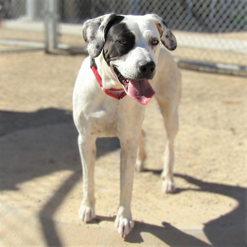 Enlarge Marcie - PAWS, a Adoptable Mixed Breed in Las Cruces, NM image 4/6