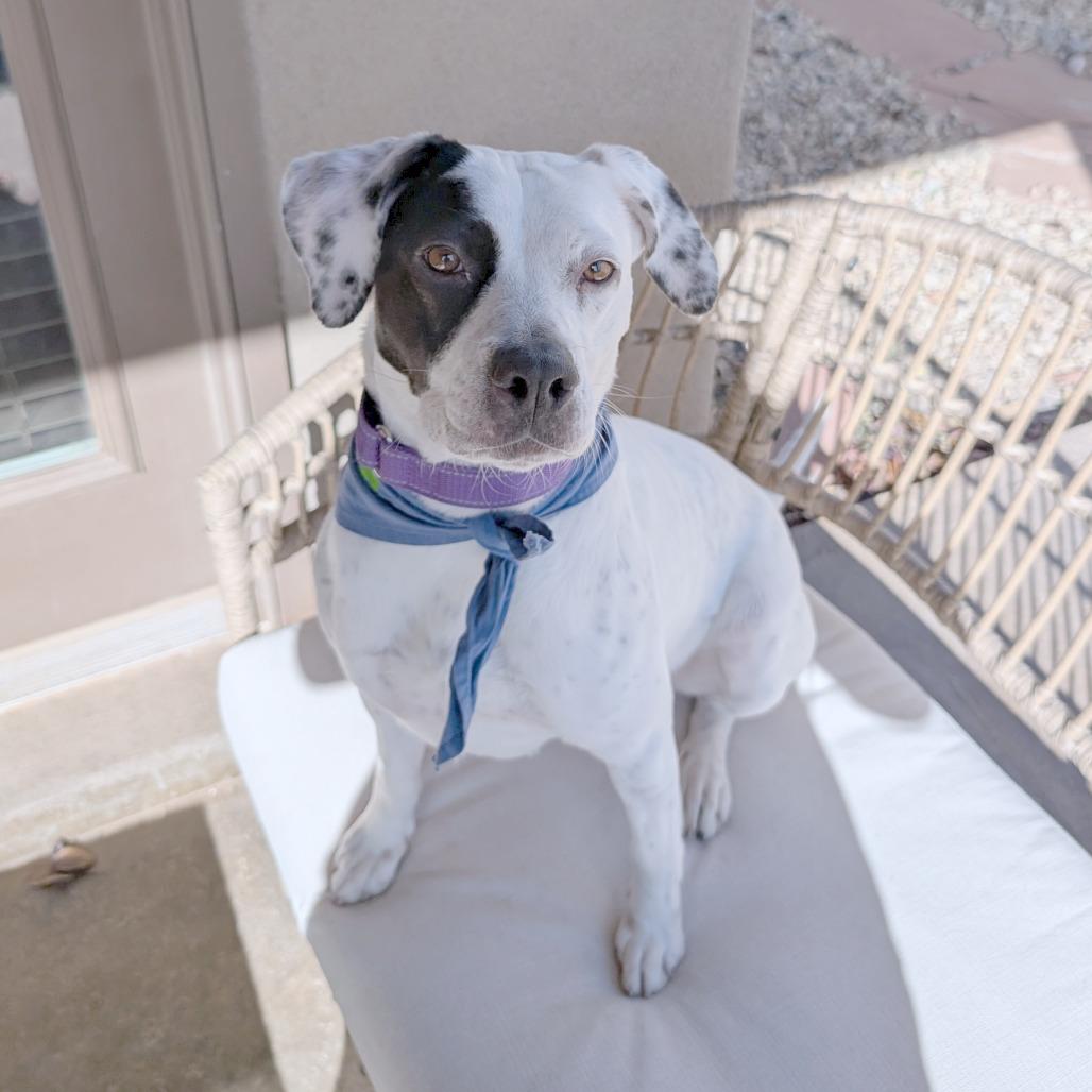 Marcie - PAWS, a Adoptable Mixed Breed in Las Cruces, NM image 3/6