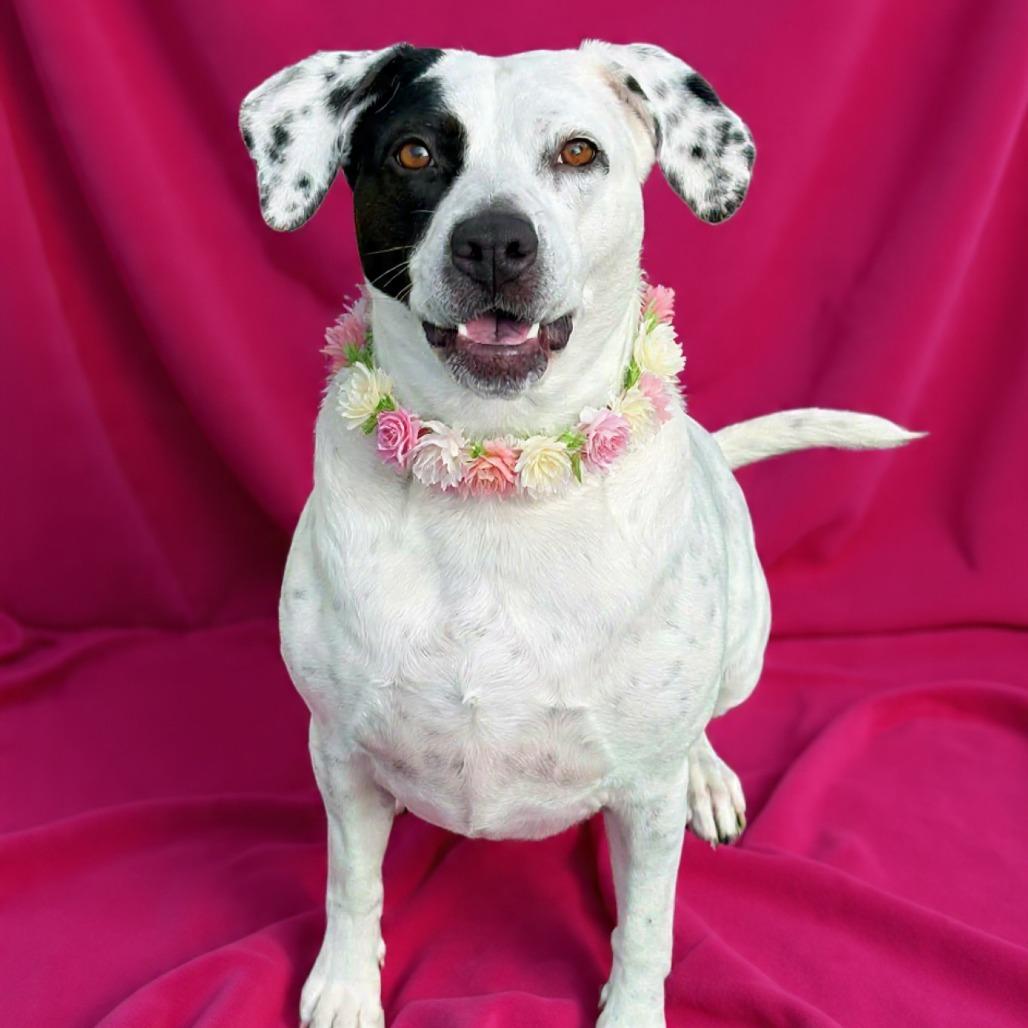 Enlarge Marcie - PAWS, a Adoptable Mixed Breed in Las Cruces, NM image 4/6