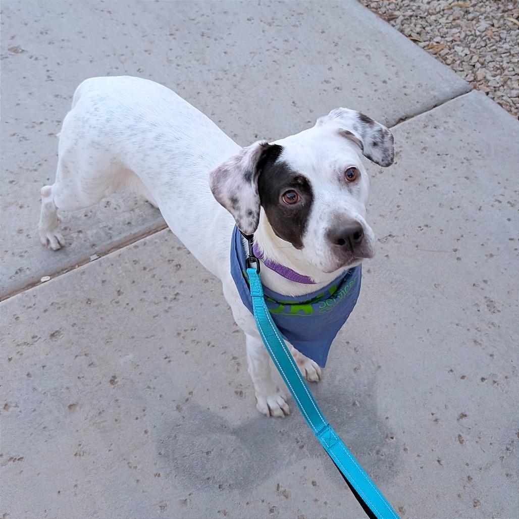 Marcie - PAWS, a Adoptable Mixed Breed in Las Cruces, NM image 5/6