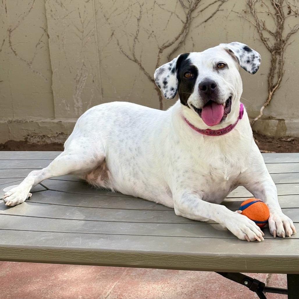 Enlarge Marcie - PAWS, a Adoptable Mixed Breed in Las Cruces, NM image 5/6