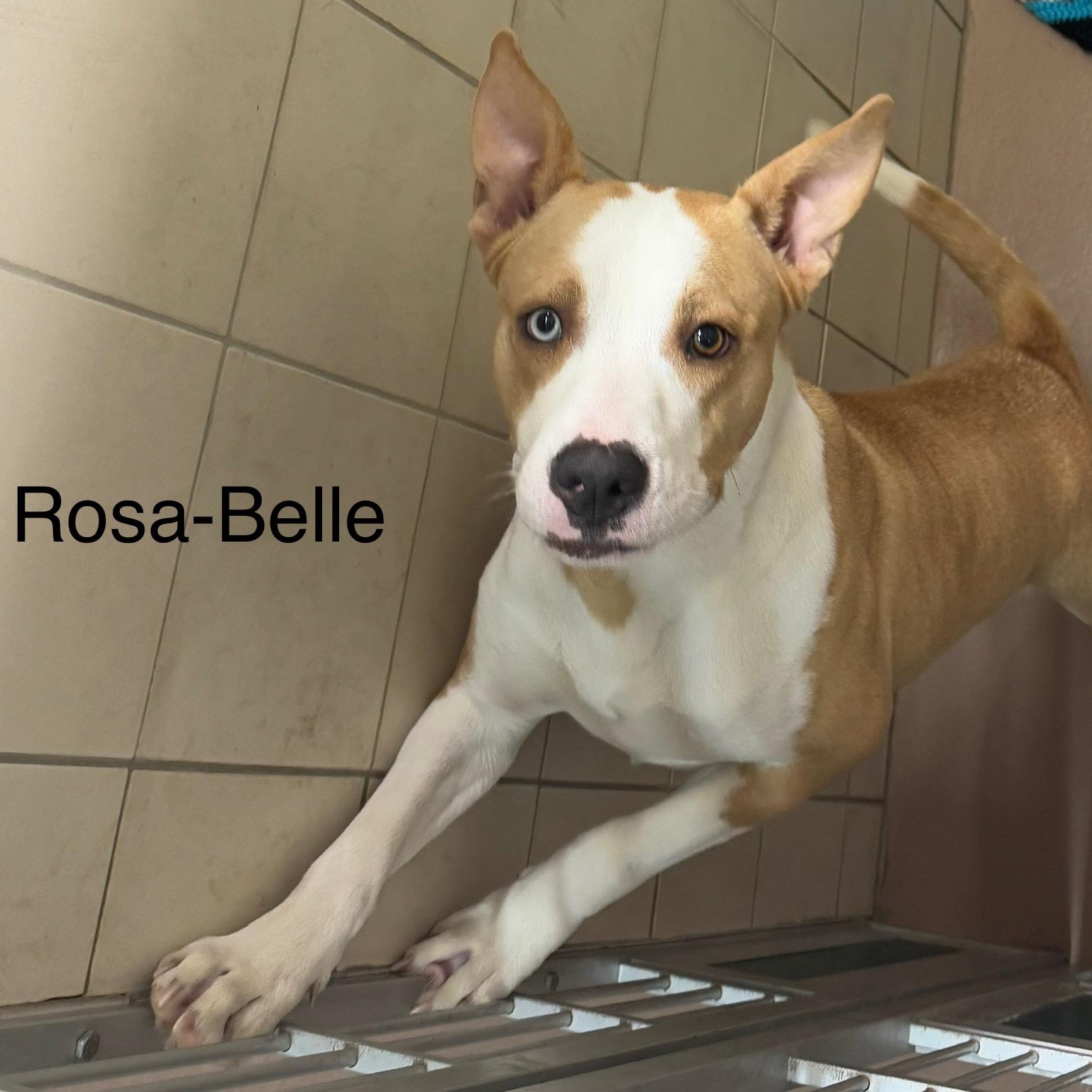 Enlarge Rosa-Belle, a Adoptable Catahoula Leopard Dog in Ulster, PA image 1/1