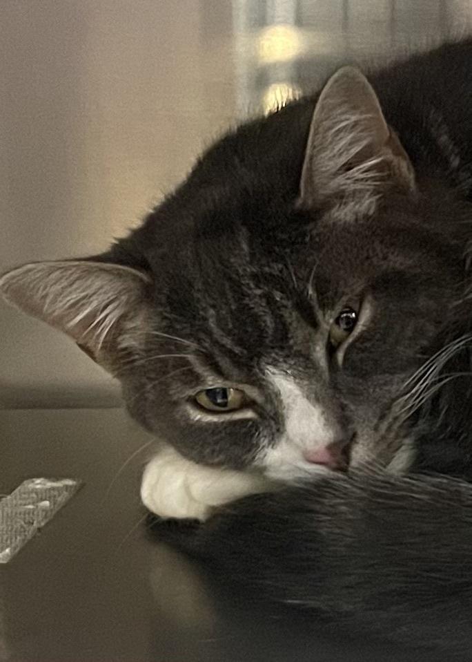 Baxter, Adoptable, Young Male Domestic Short Hair.