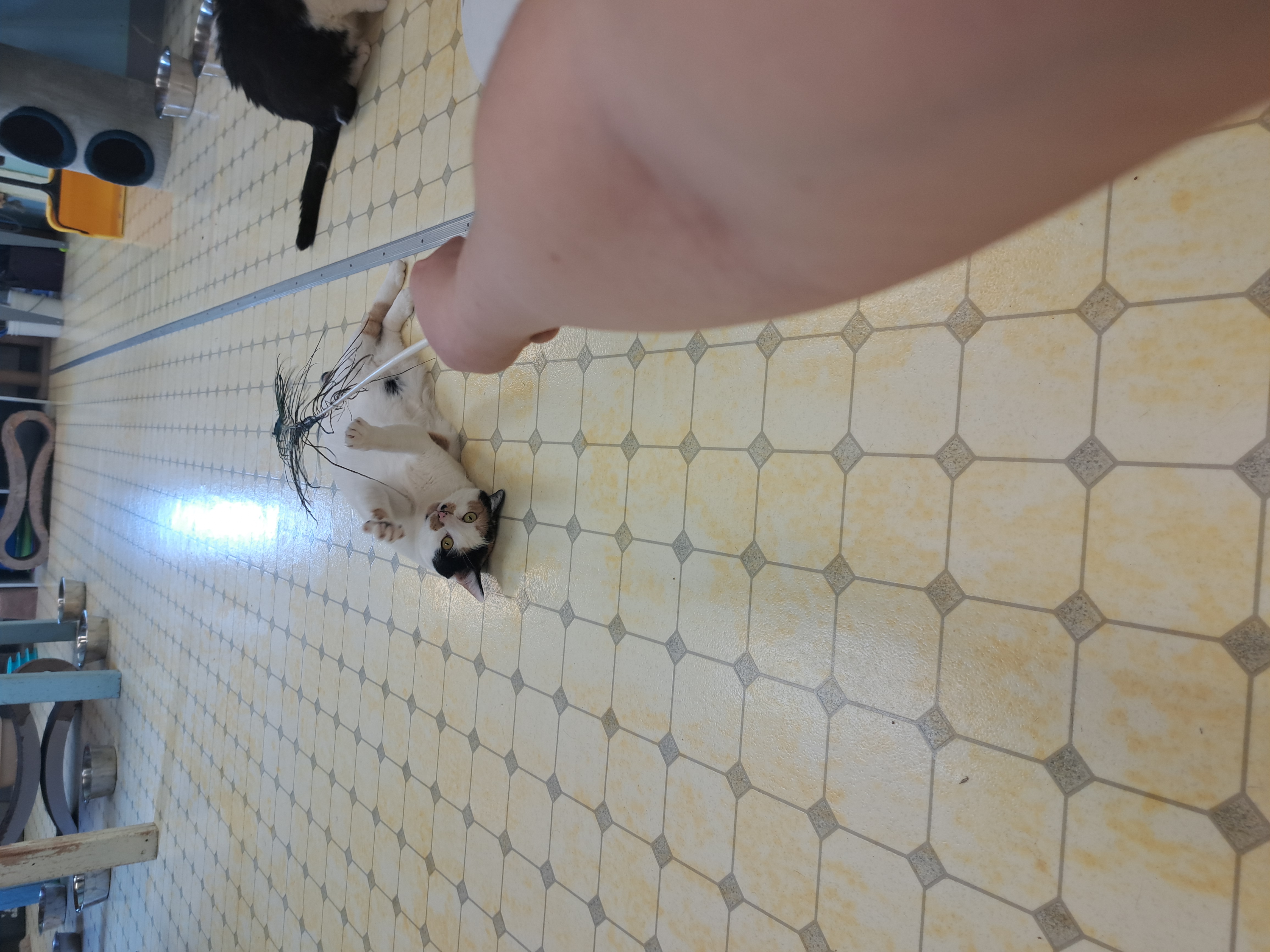 Leena (Very Shy), a Adoptable Calico in Anchorage, AK image 3/6