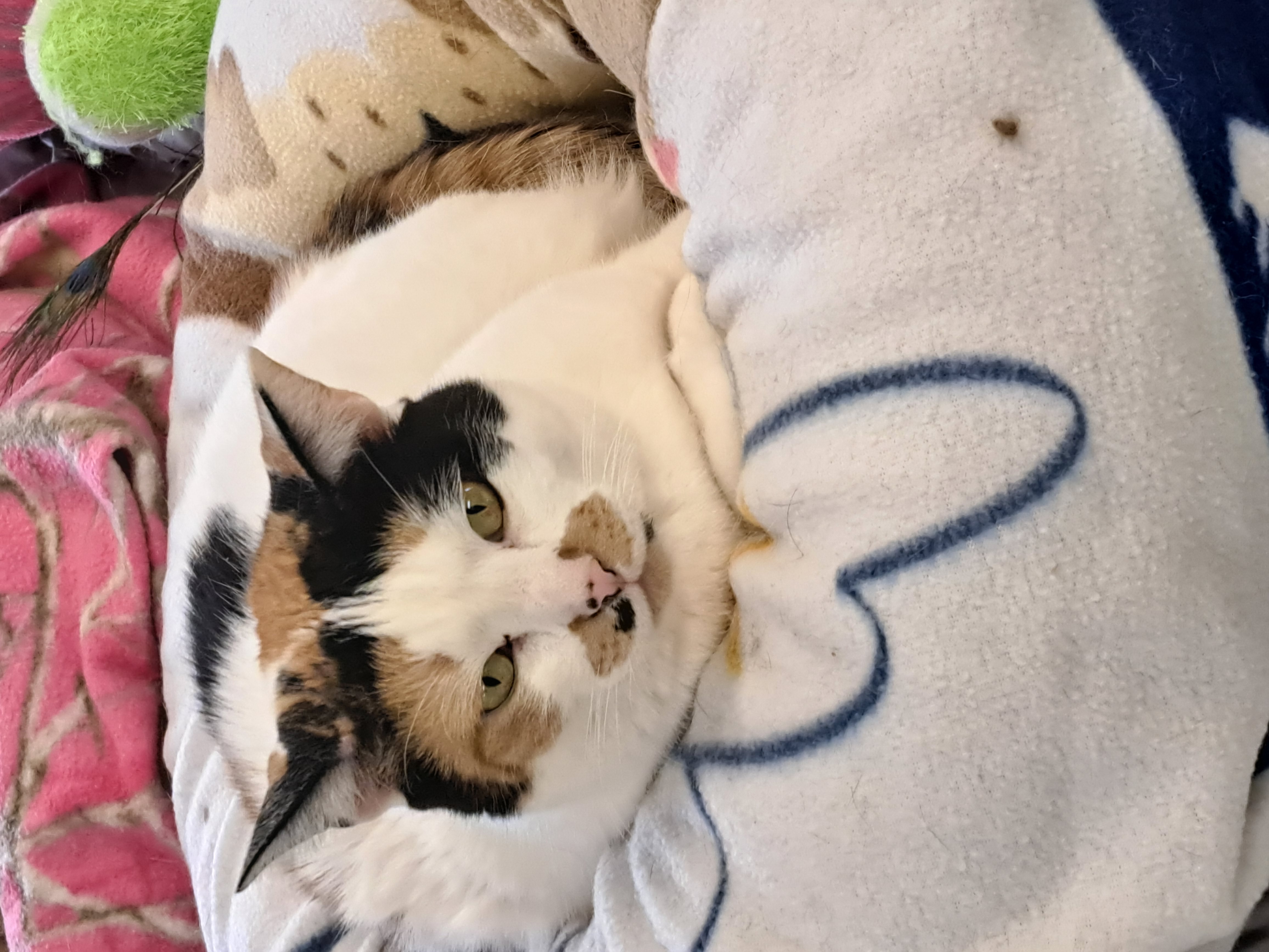 Leena (Very Shy), a Adoptable Calico in Anchorage, AK image 4/6