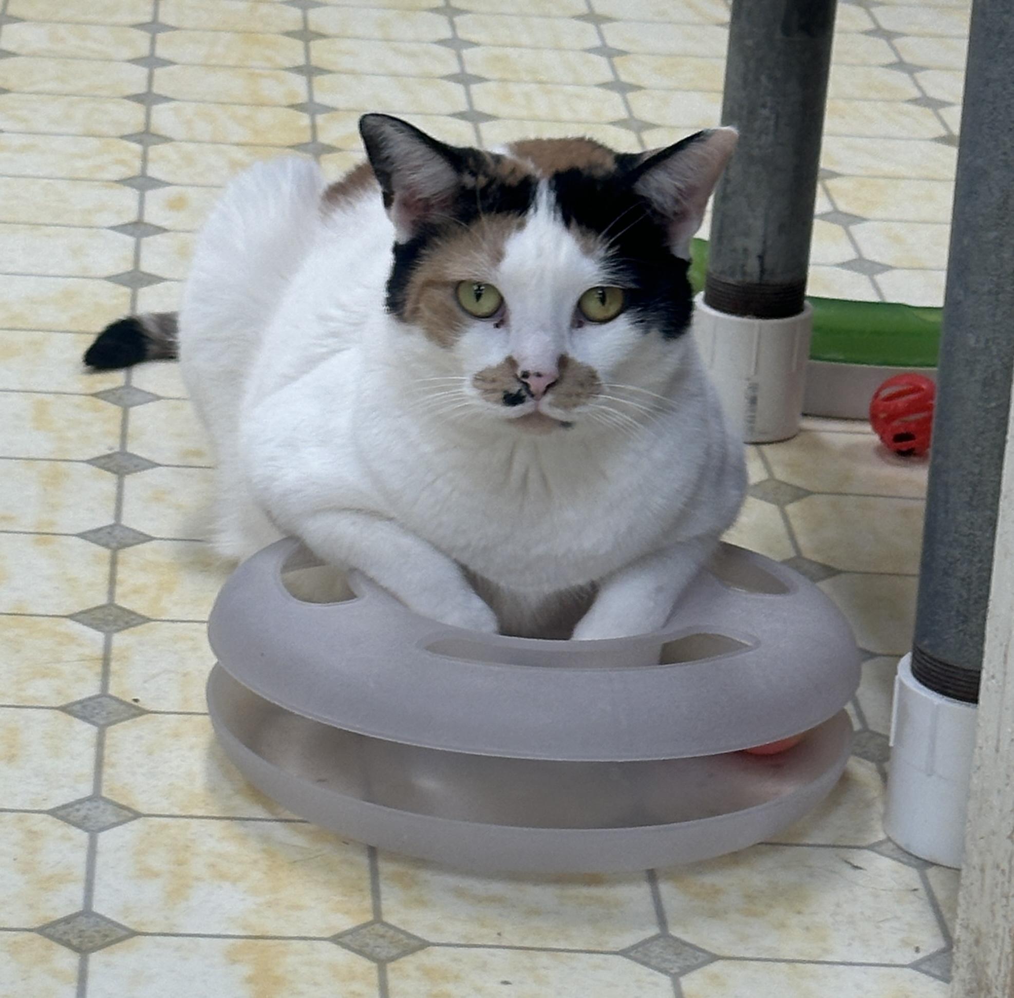 Leena (Very Shy), a Adoptable Calico in Anchorage, AK image 2/6