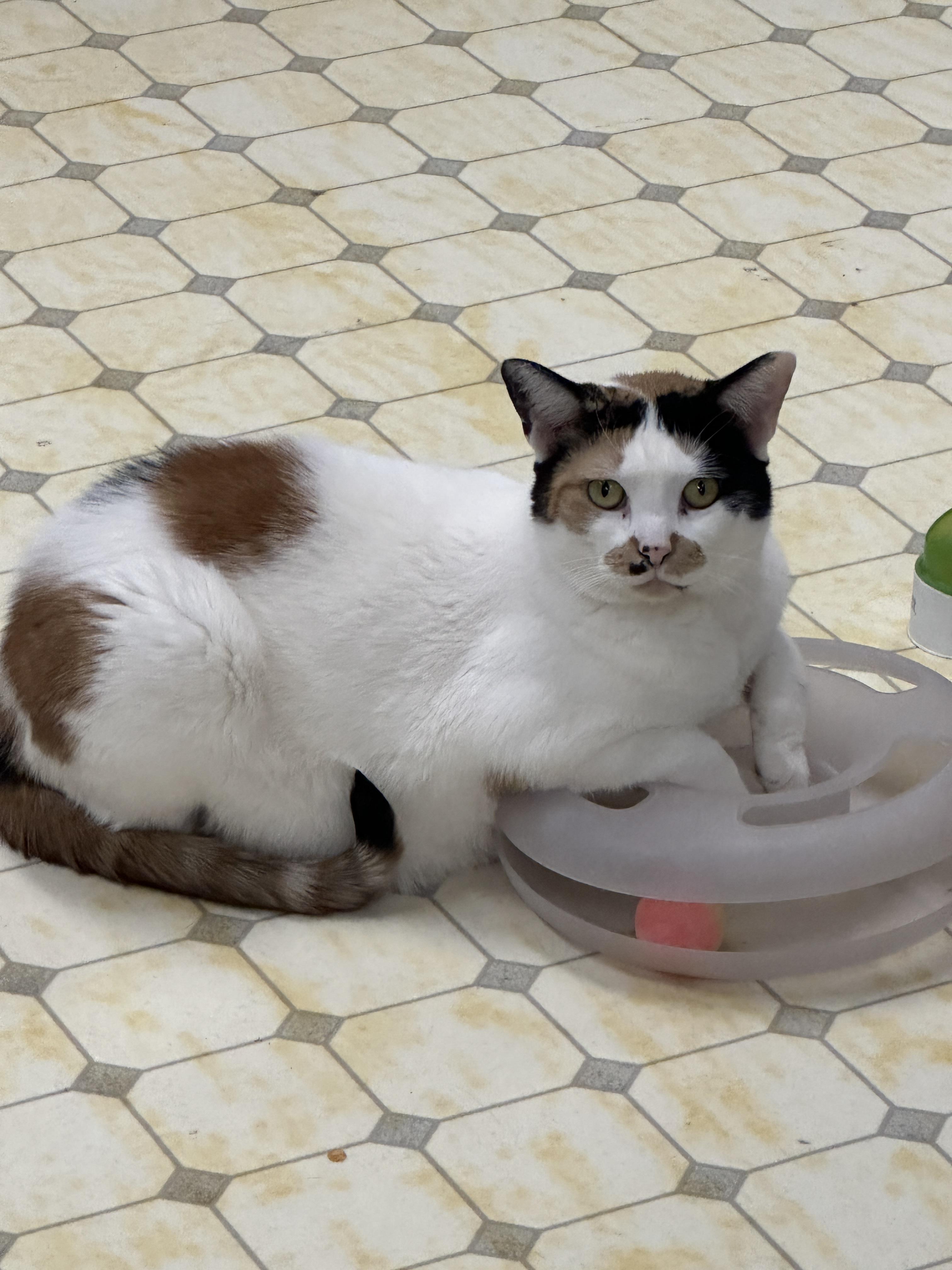 Leena (Very Shy), an adoptable Calico in Anchorage, AK, 99524 | Photo Image 5