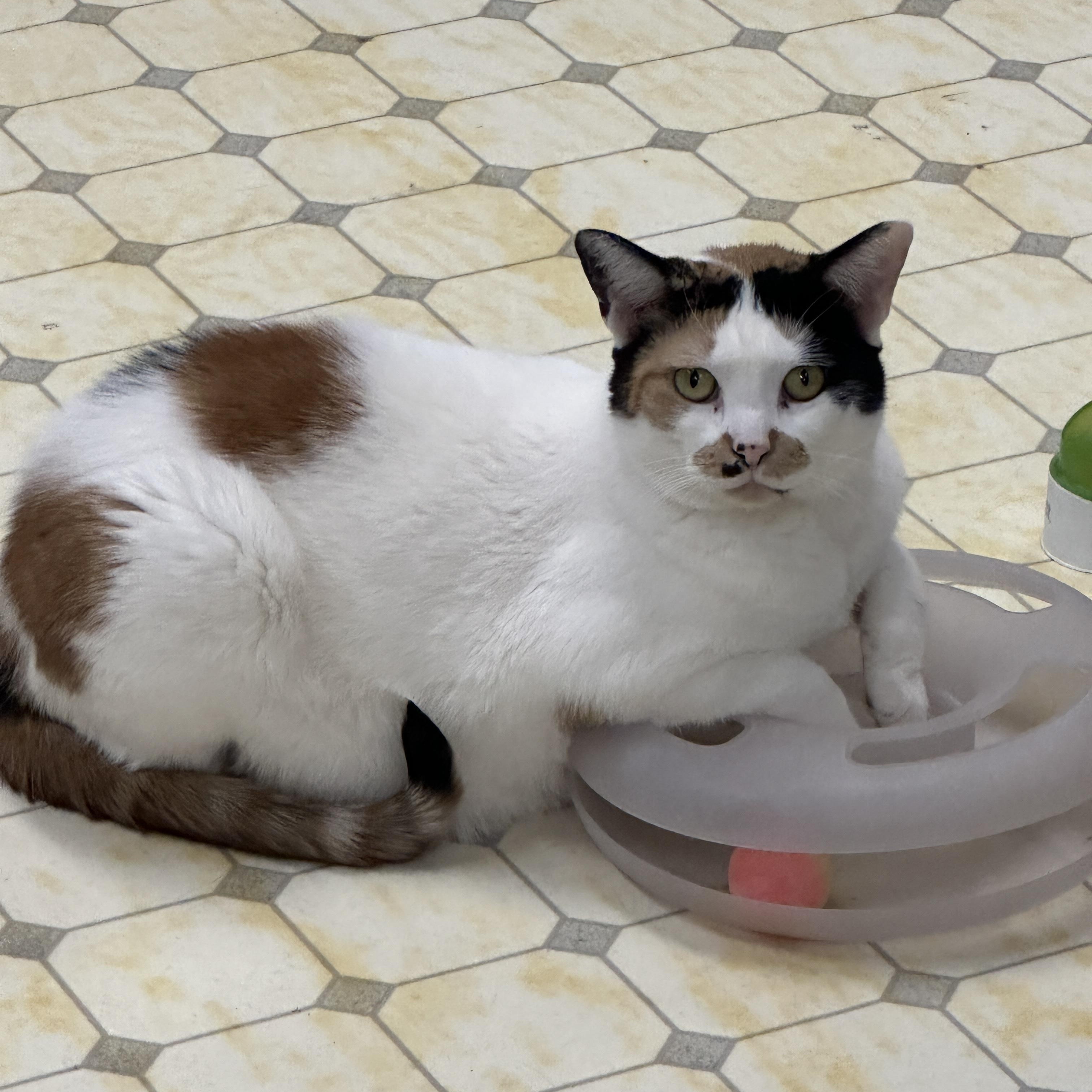 Leena (Very Shy), a Adoptable Calico in Anchorage, AK image 6/6