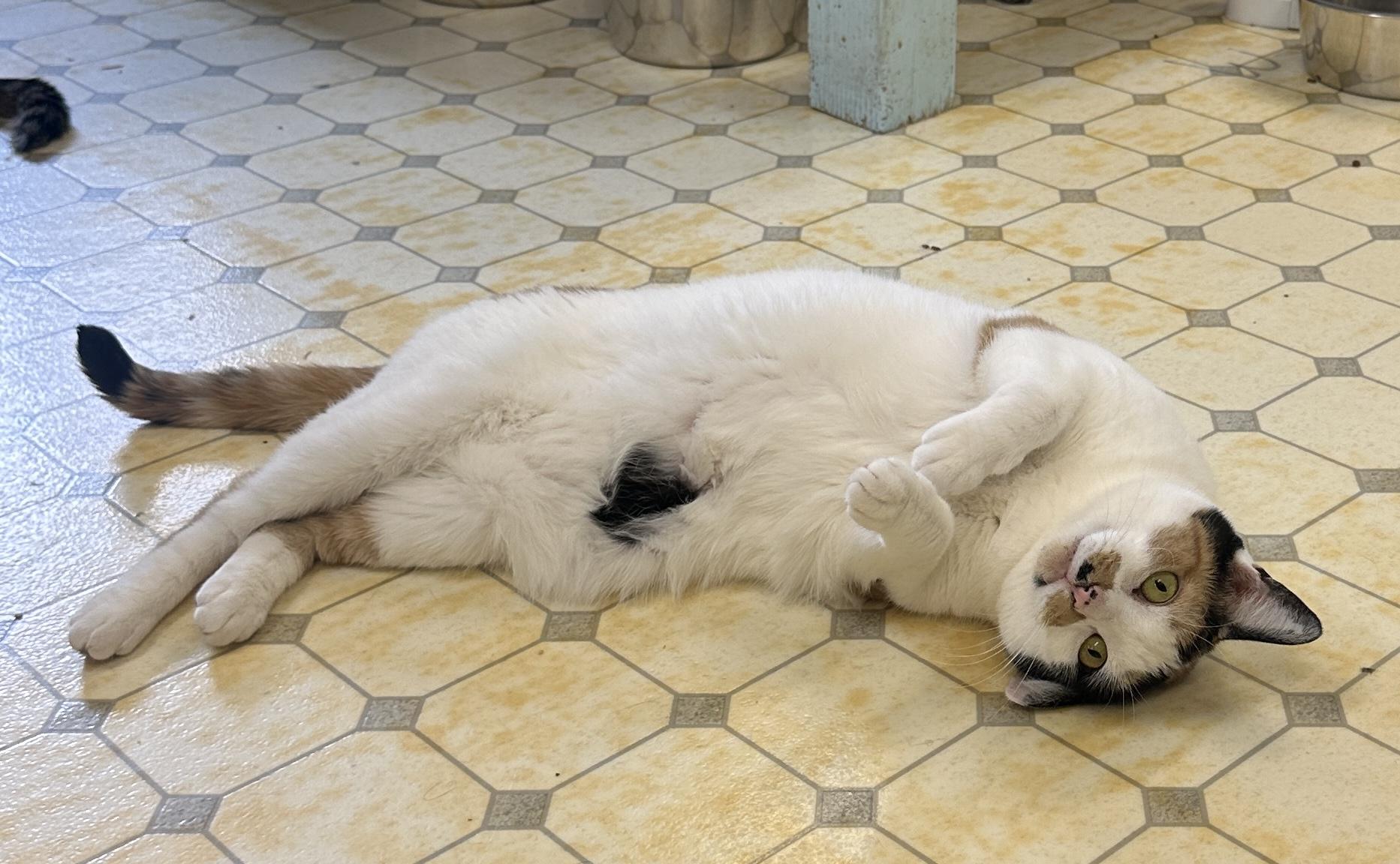 Leena (Very Shy), a Adoptable Calico in Anchorage, AK image 1/6