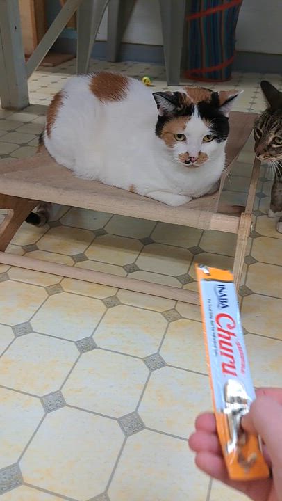 Enlarge Leena (Very Shy), a Adoptable Calico in Anchorage, AK video 5/6