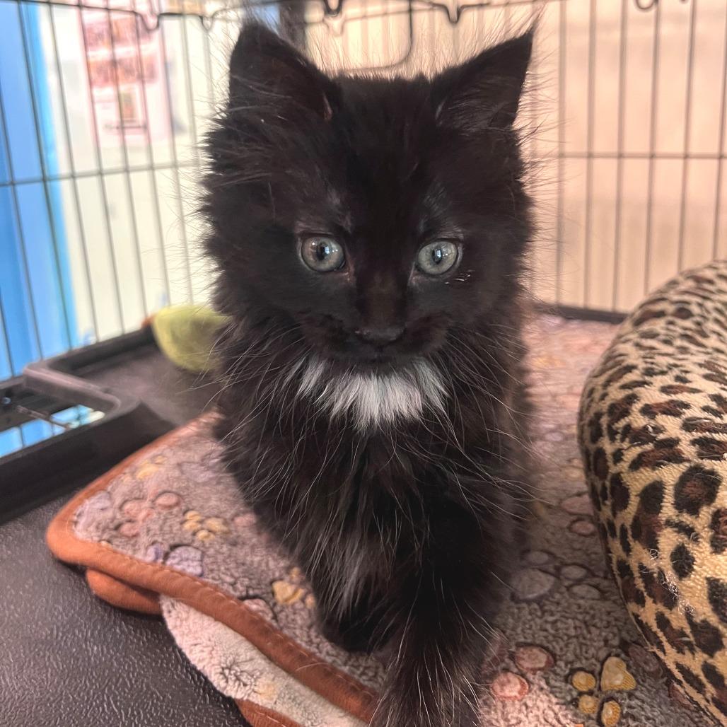 Georgie, Adoptable, Kitten Female Domestic Long Hair.