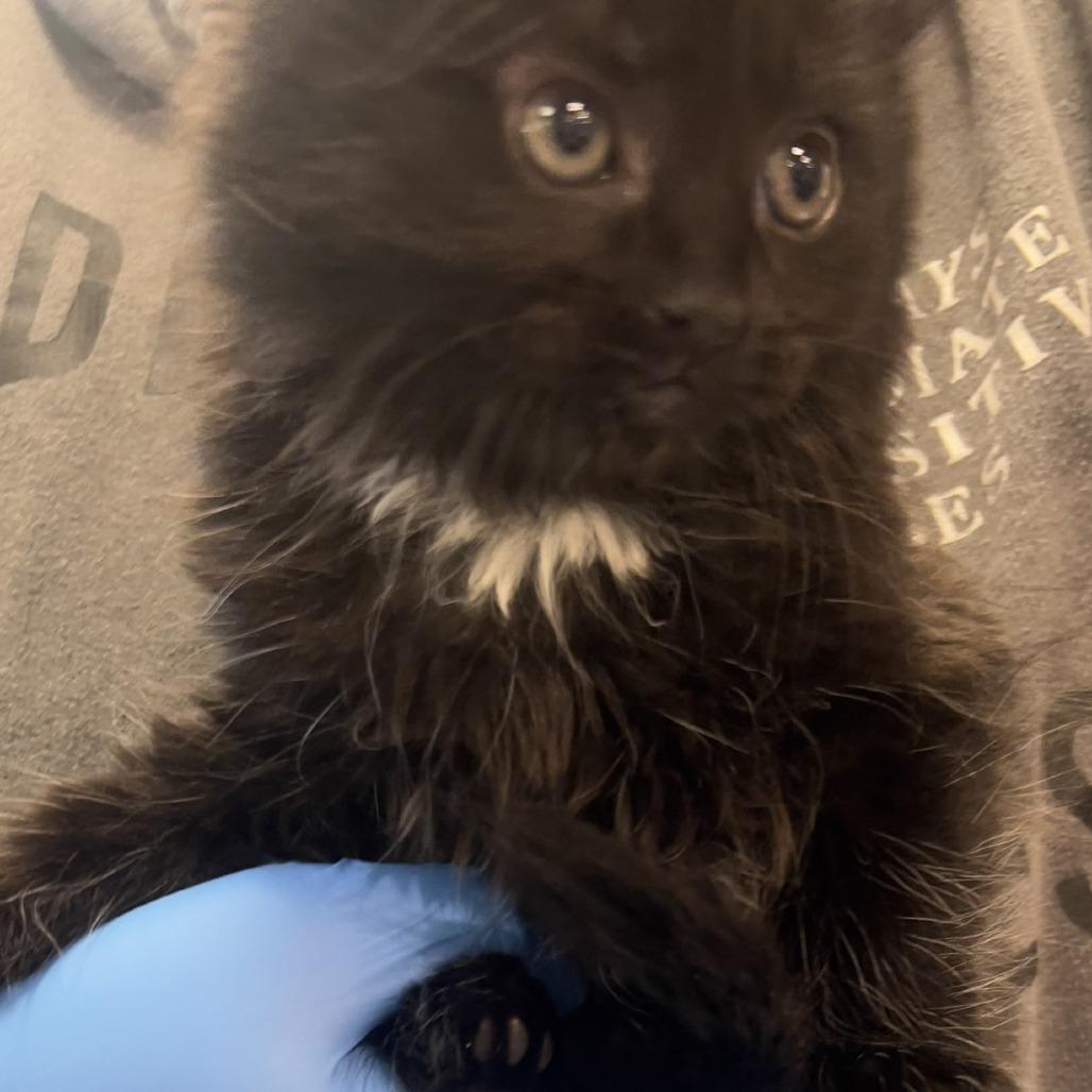 Enlarge Georgie, a Adoptable Domestic Long Hair in Port Townsend, WA image 2/3