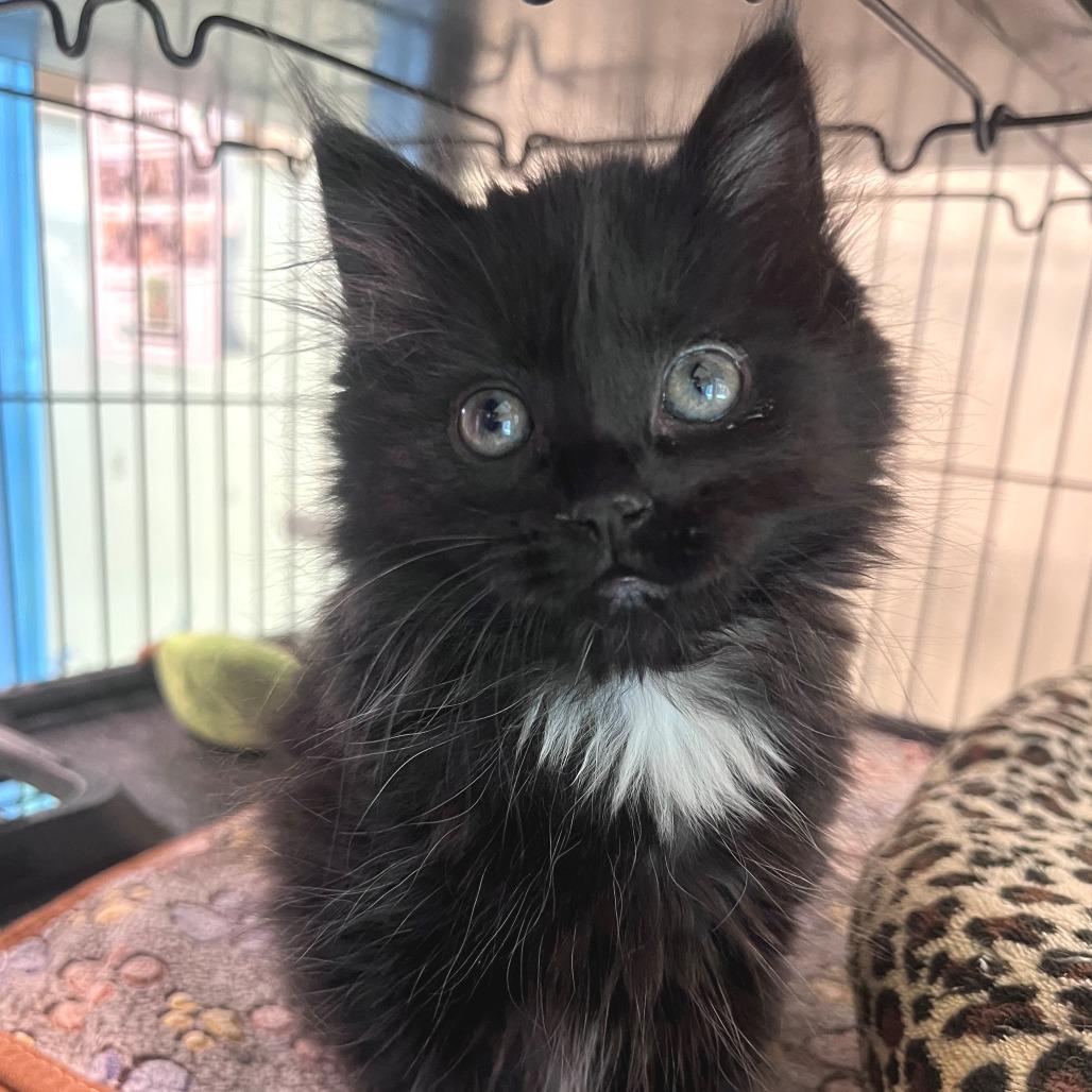 Enlarge Georgie, a Adoptable Domestic Long Hair in Port Townsend, WA image 3/3