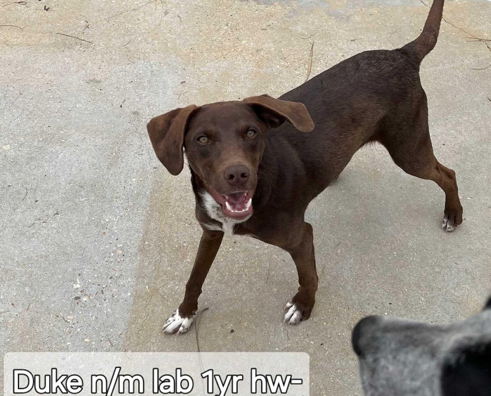 Duke, Adoptable, Adult Male Labrador Retriever & Hound.