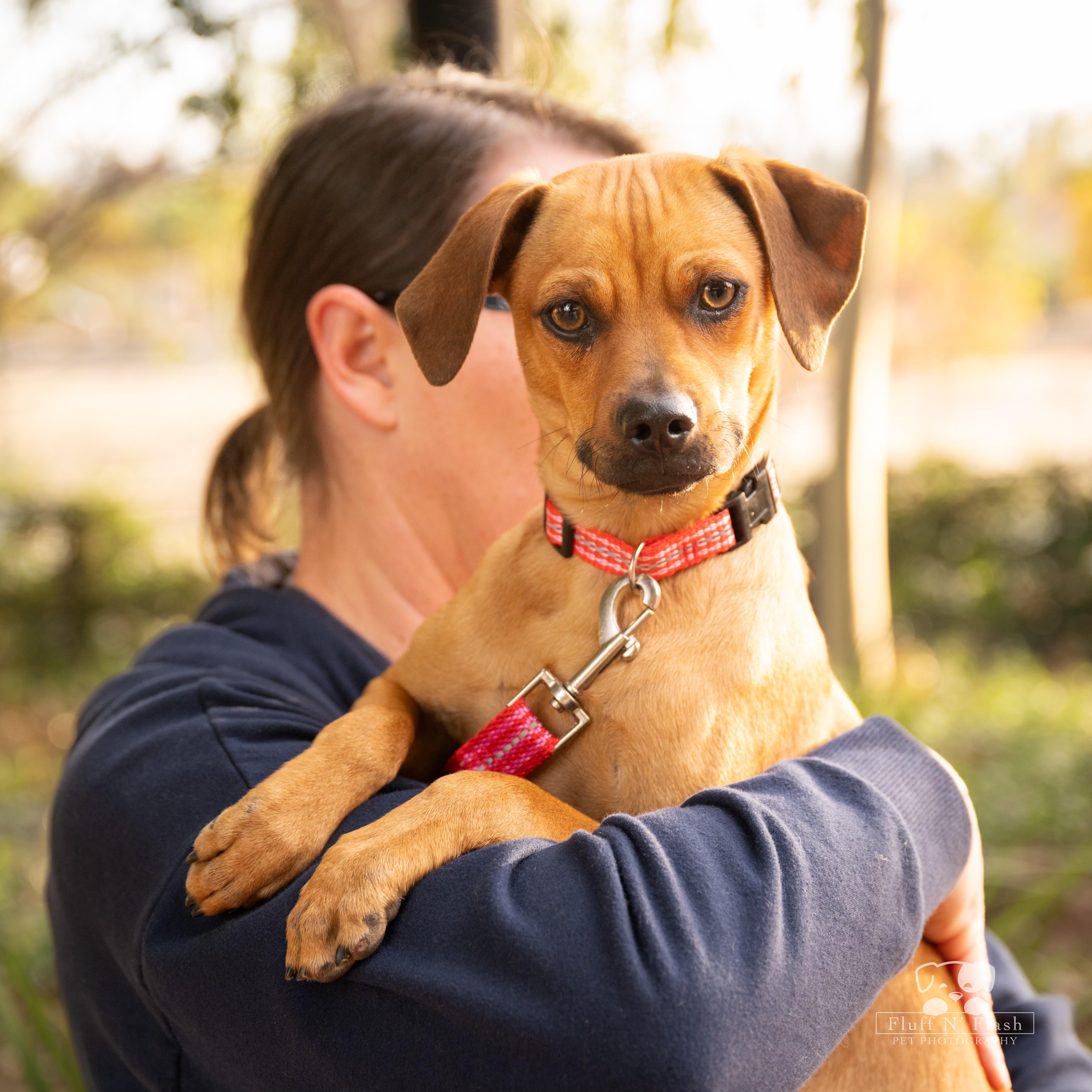 Peanut Butter, a Adoptable mixed breed in Moreno Valley, CA image 3/4