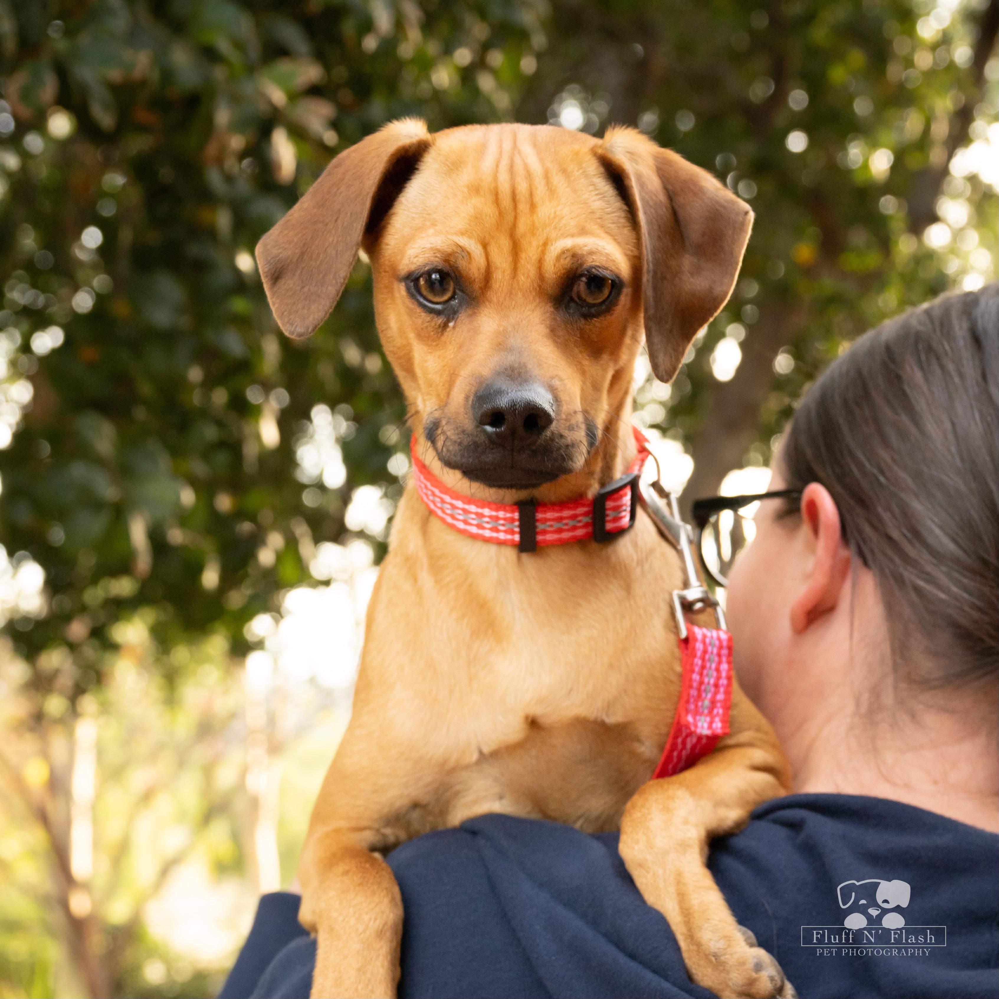 Peanut Butter, a Adoptable mixed breed in Moreno Valley, CA image 1/4