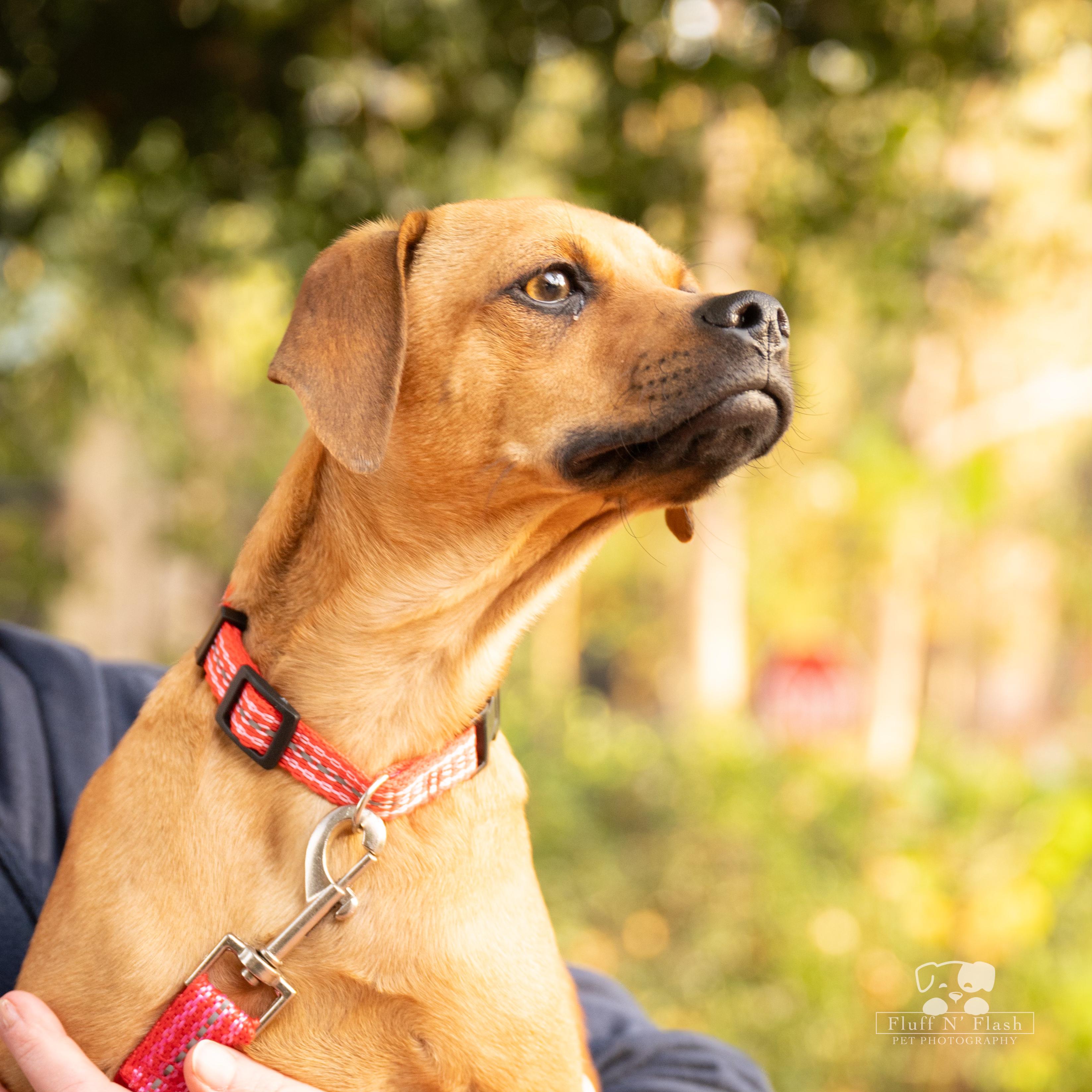 Peanut Butter, a Adoptable mixed breed in Moreno Valley, CA image 2/4