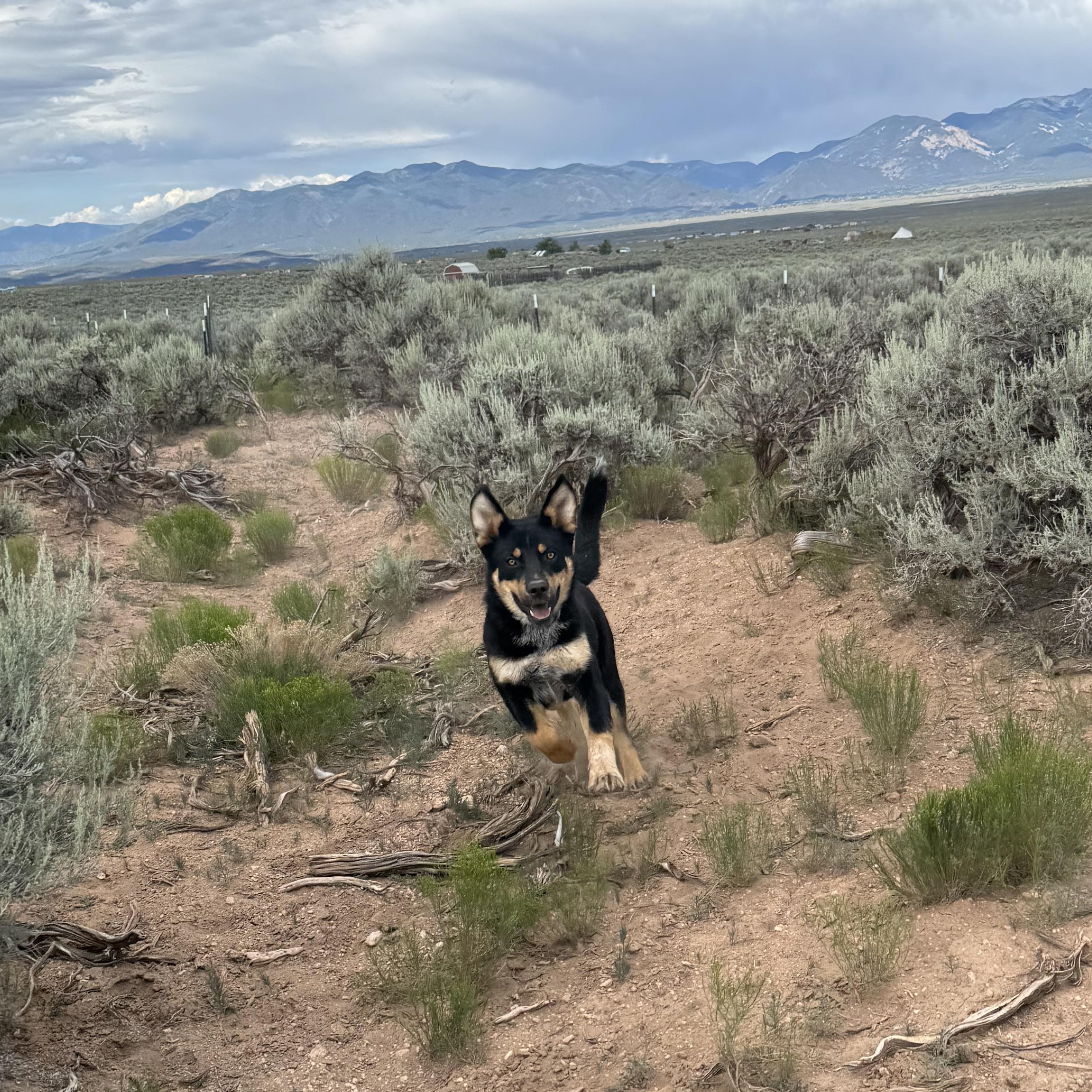 Enlarge Chupa, a Adoptable mixed breed in Carson, NM image 4/6