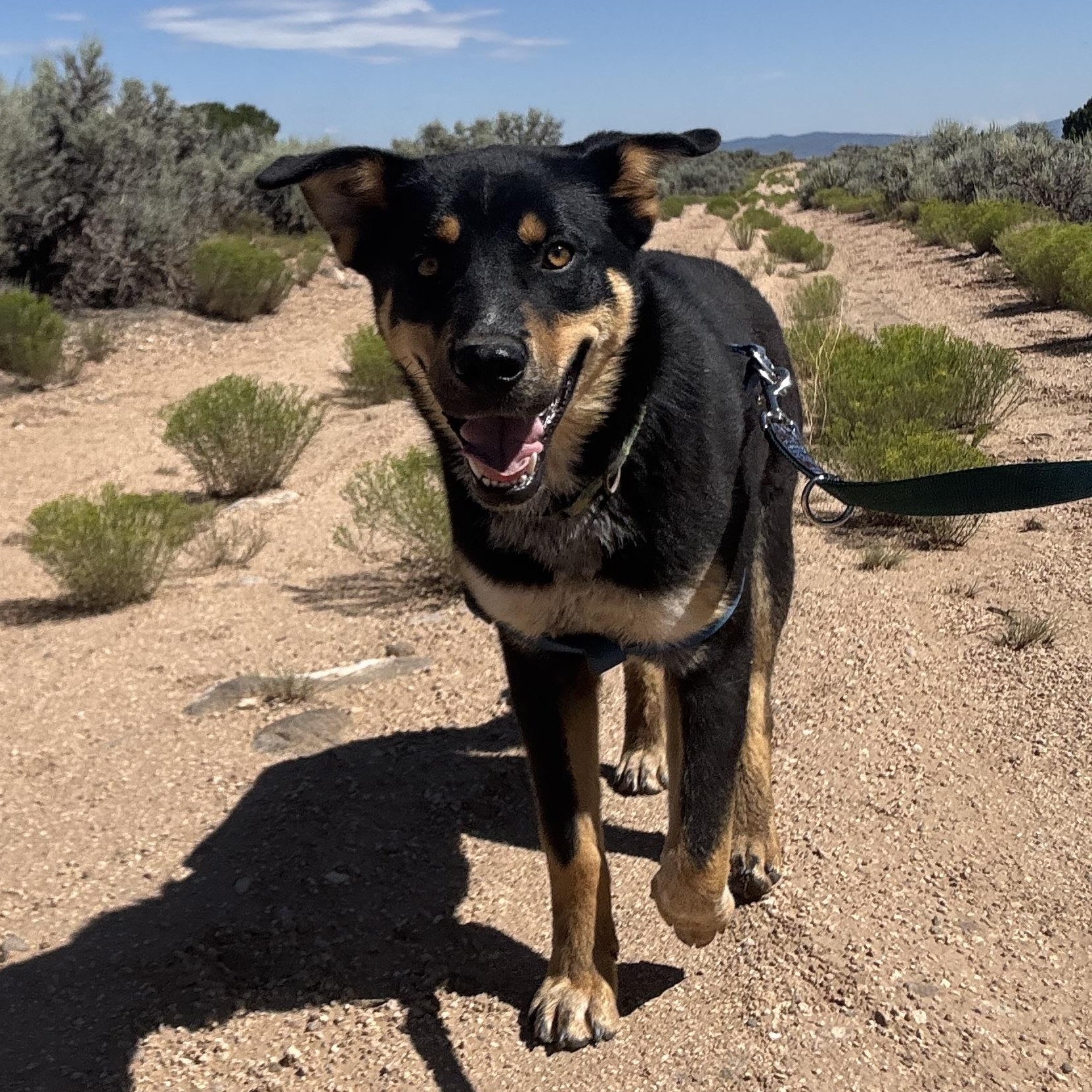 Chupa, Adoptable, Young Female German Shepherd Dog & Husky.