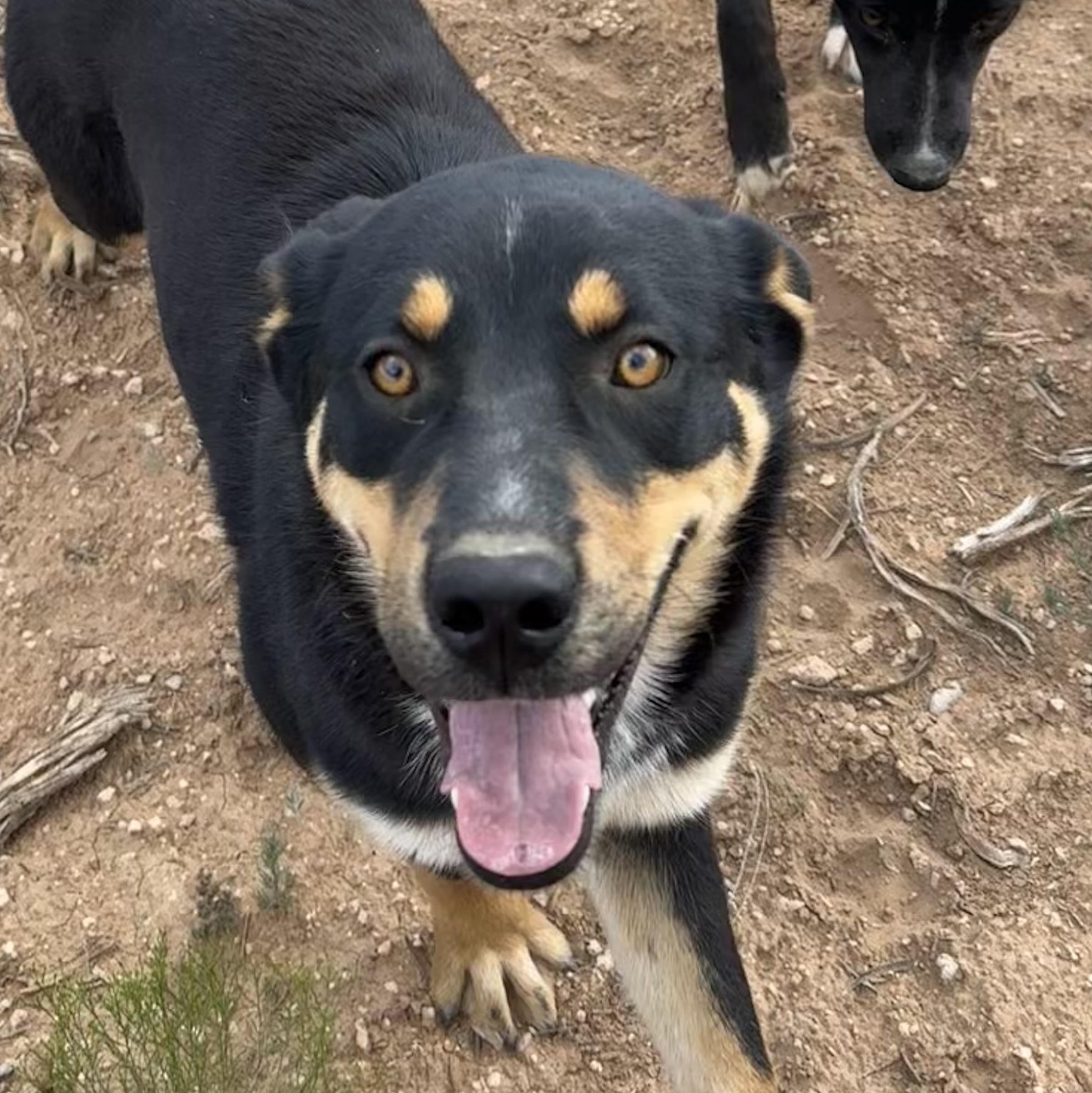 Enlarge Chupa, a Adoptable mixed breed in Carson, NM image 3/6