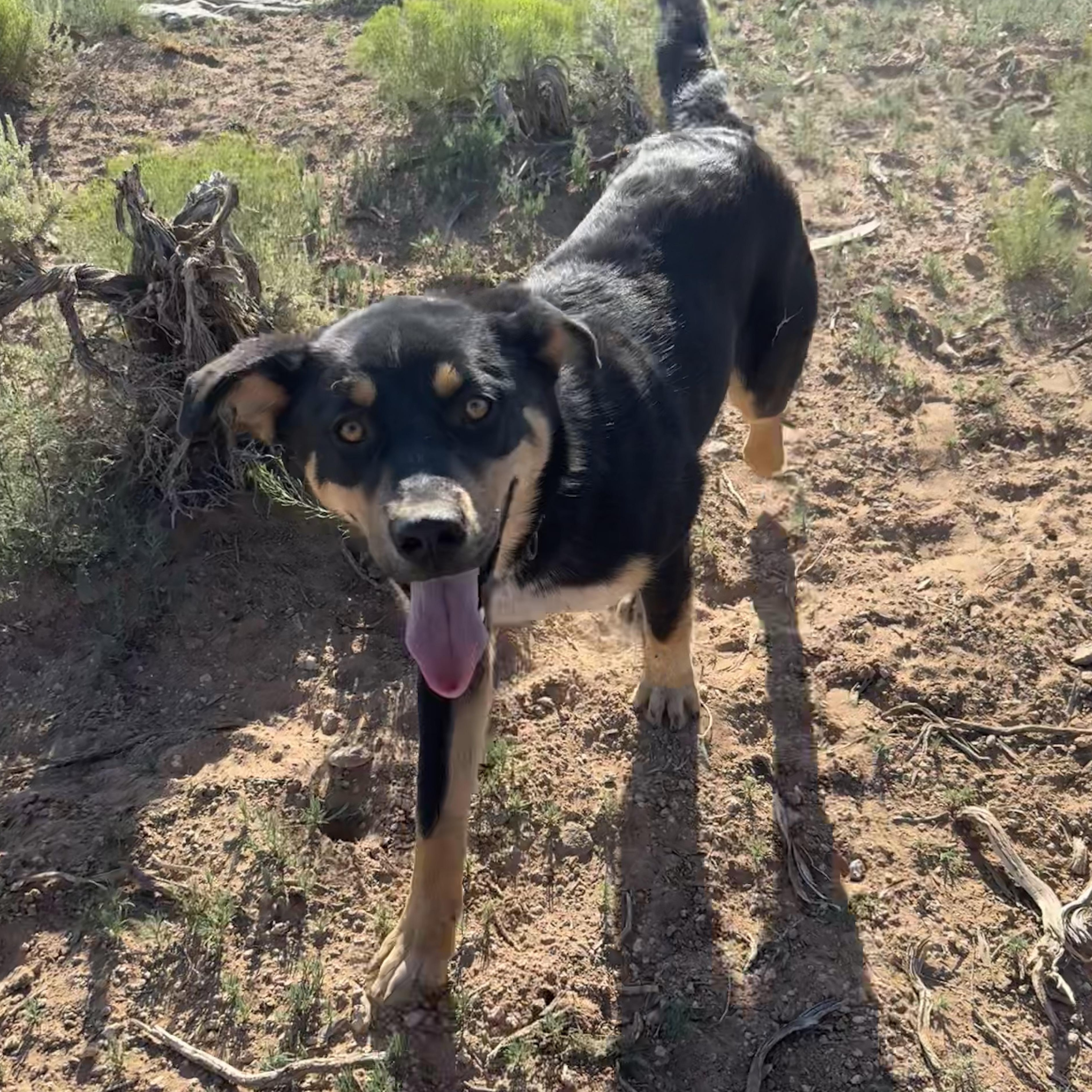Enlarge Chupa, a Adoptable mixed breed in Carson, NM image 5/6