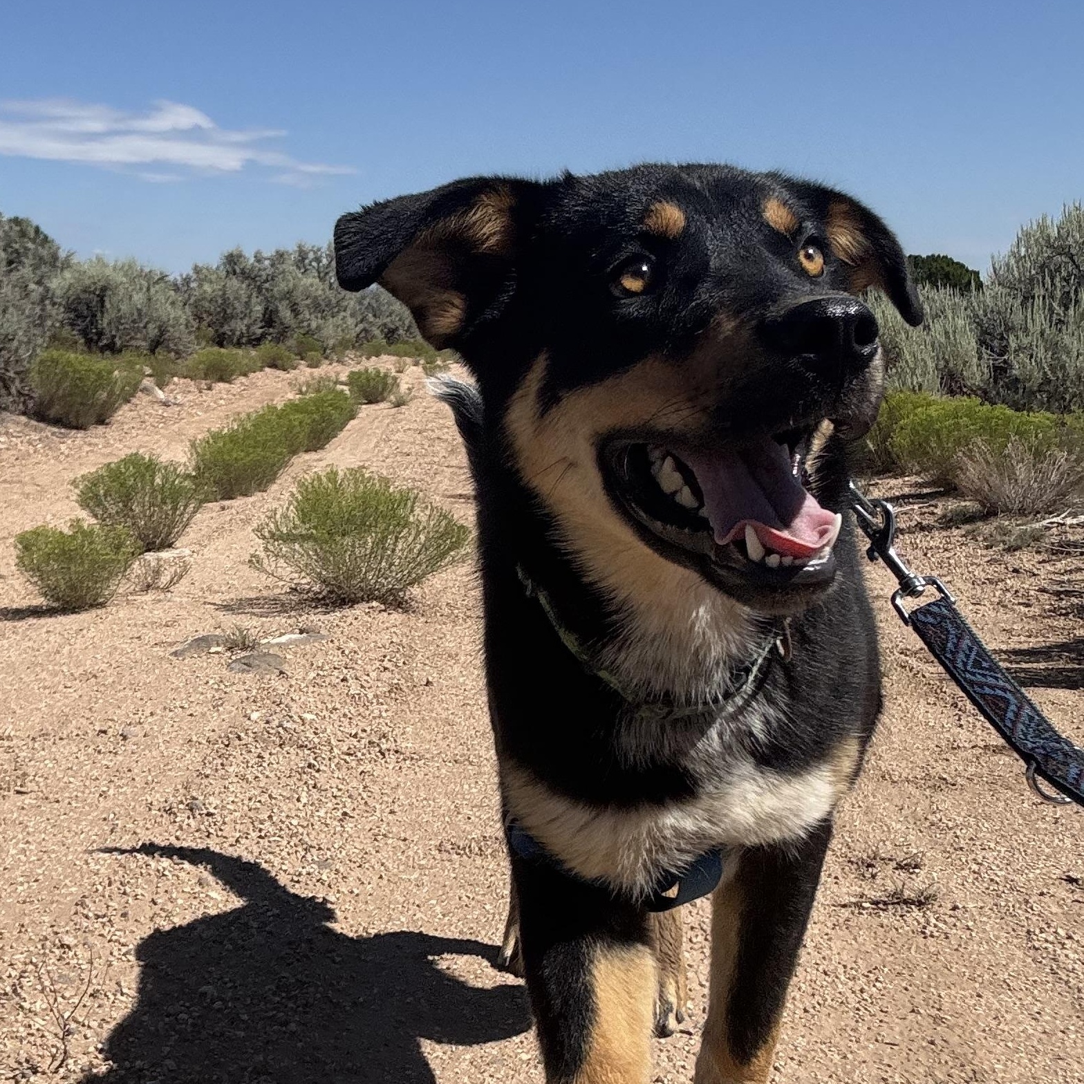 Enlarge Chupa, a Adoptable mixed breed in Carson, NM image 2/6